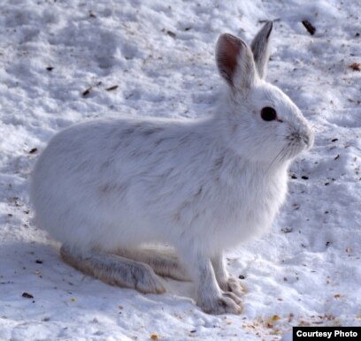 Winter White Puts Hares at Risk