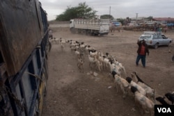 Herders guide goats and sheep the at the livestock market in the Somaliland capital Hargeisa before sending them to the port of Berbera for export, August 9, 2016. (J. Patinkin/VOA)