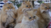 مرد ژاپنی ۱۰ گربه ایرانی اش را با کالسکه در توکیو به گردش می برد