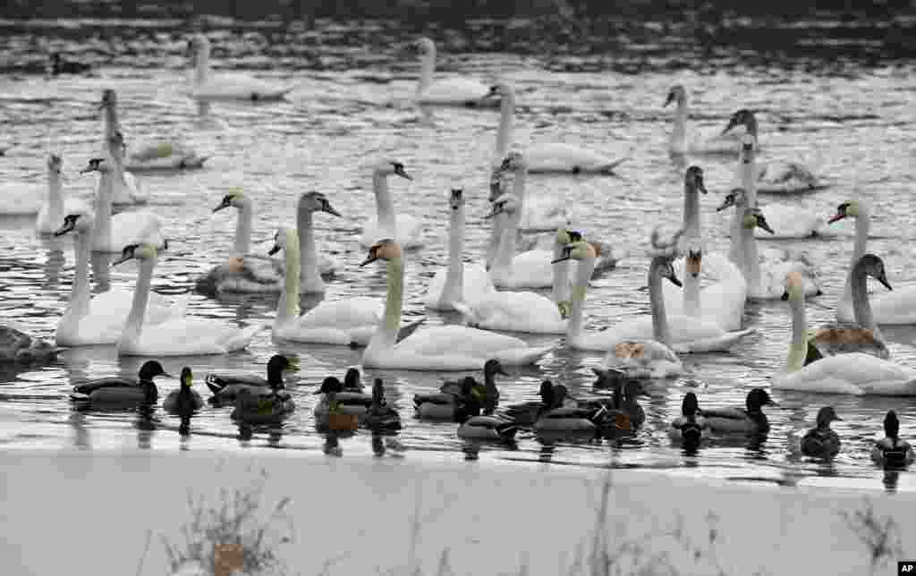 Aves fazem uma pausa durante vaga de frio num lago em Minsk, na Bielorússia.