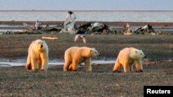 FILE - Three polar bears are seen on the Beaufort Sea coast within the 1002 Area of the National Arctic Wildlife Refuge in this undated handout photo provided by the U.S. Fish and Wildlife Service Alaska Image Library in 2005.