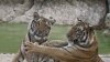 Thailand Uses Technology, Rangers to Protect Wild Tigers