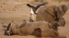 Elephants dying in large numbers