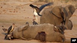 Elephants dying in large numbers