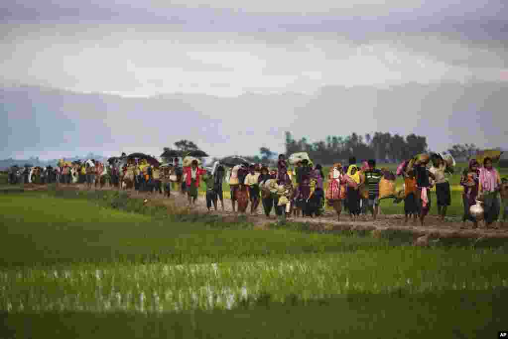 میانمار کے روہنگیا اقلیت کے افراد کھیتوں میں سے گزرتے ہوئے بنگلہ دیش کے طرف سفر کر رہے ہیں