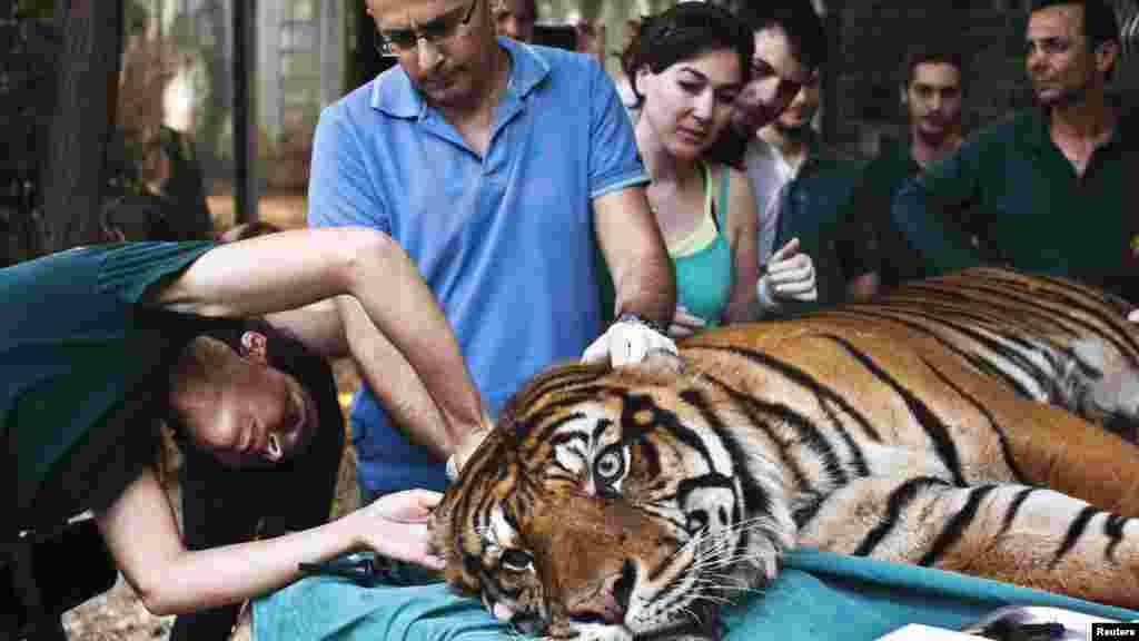 Mor Mosinzon (g), spécialiste de médecine alternative, soigne Pedang, un tigre de 14 ans souffrant d&#39;une infection dans l&#39;oreille, Sumatra , 9 juin, 2013