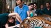Harimau Sumatra Diobati dengan Akupunktur