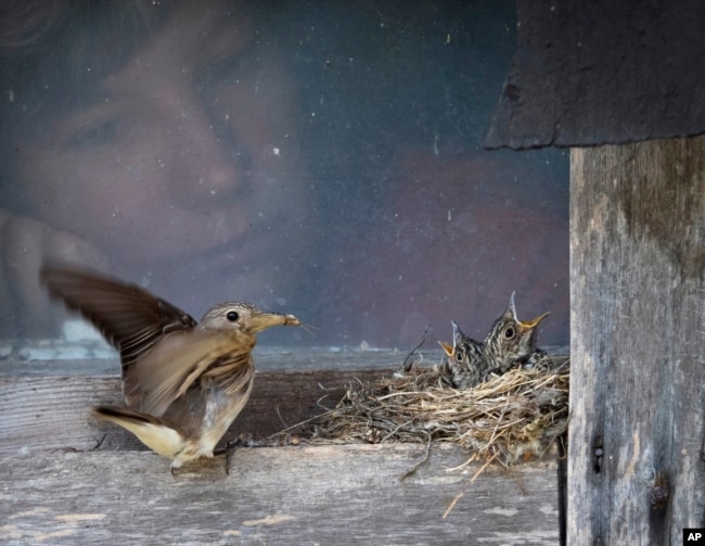 A woman looks through the window at a bird feeding chicks in a nest made on the windowsill, in the village of Podolye, 70km (43 miles) East from St.Petersburg, Russia, Monday, July 1, 2019.