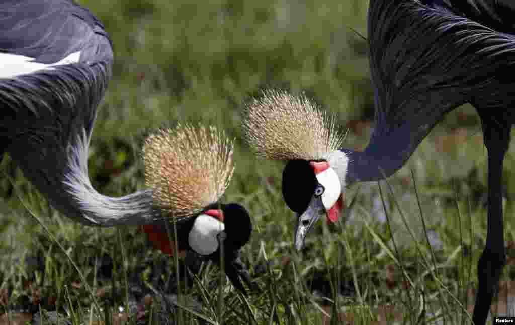 Crowned cranes are seen in the Masai Mara National Reserve, Kenya.