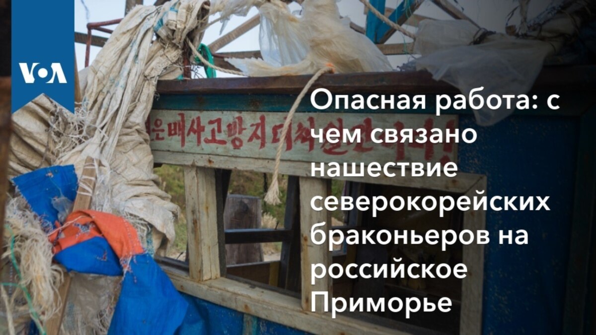 Опасная работа: с чем связано нашествие северокорейских браконьеров на  российское Приморье