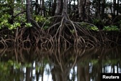 FILE - The roots of mangrove trees are seen along a river in Pitas, Sabah, Malaysia, July 6, 2018.