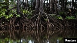 The roots of mangrove trees are seen along a river in Pitas, Sabah, Malaysia, July 6, 2018.