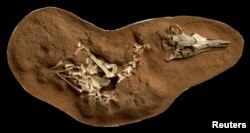 The fossilized skeleton of the small bird-like dinosaur Shuvuuia deserti is seen in this undated handout image. Mick Ellison/AMNH/Handout via REUTERS