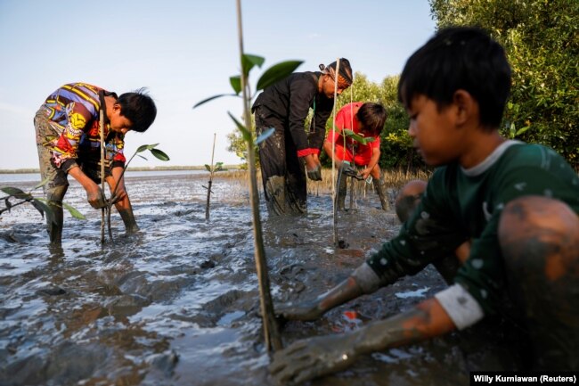 Penanaman pohon-pohon bakau bersama anak-anak di Pantai Tiris, Desa Pabeanilir, Kabupaten Indramayu, Jawa Barat, 11 Maret 2021. (Foto: Willy Kurniawan/Reuters)