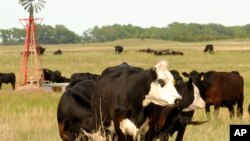 미국 네브래스카주 록 카운티의 목장에서 소들이 풀을 뜯어먹고 있다.