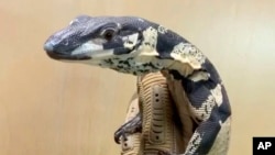 Satu dari dua biawak Australia unik yang dicuri dari toko reptil pada November 2019, di Long Beach, California. (Foto: Polisi Long Beach via AP)