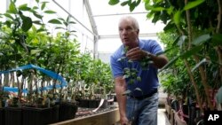 In this July 31, 2014 photo, Fred Gmitter holds root stock of a citrus tree at the University of Florida Citrus Research and Education Center, in Lake Alfred, Florida. Gmitter studied an invasive bug, the Asian Citrus Psyllid, which carries bacteria that attack citrus trees. (AP Photo/Lynne Sladky)