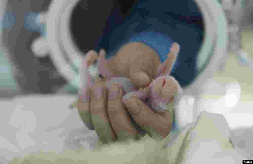 A researcher holds a newborn giant panda in Wolong National Nature Reserve, Sichuan province, China, June 23, 2013. Giant panda Hai Zi gave birth to the world's first twin pandas this year in the reserve.