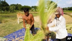 Trung Quốc muốn mua các loại nông sản của Thái Lan, nhất là gạo.