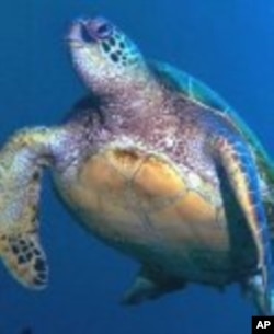 An endangered green sea turtle at home in the sea.