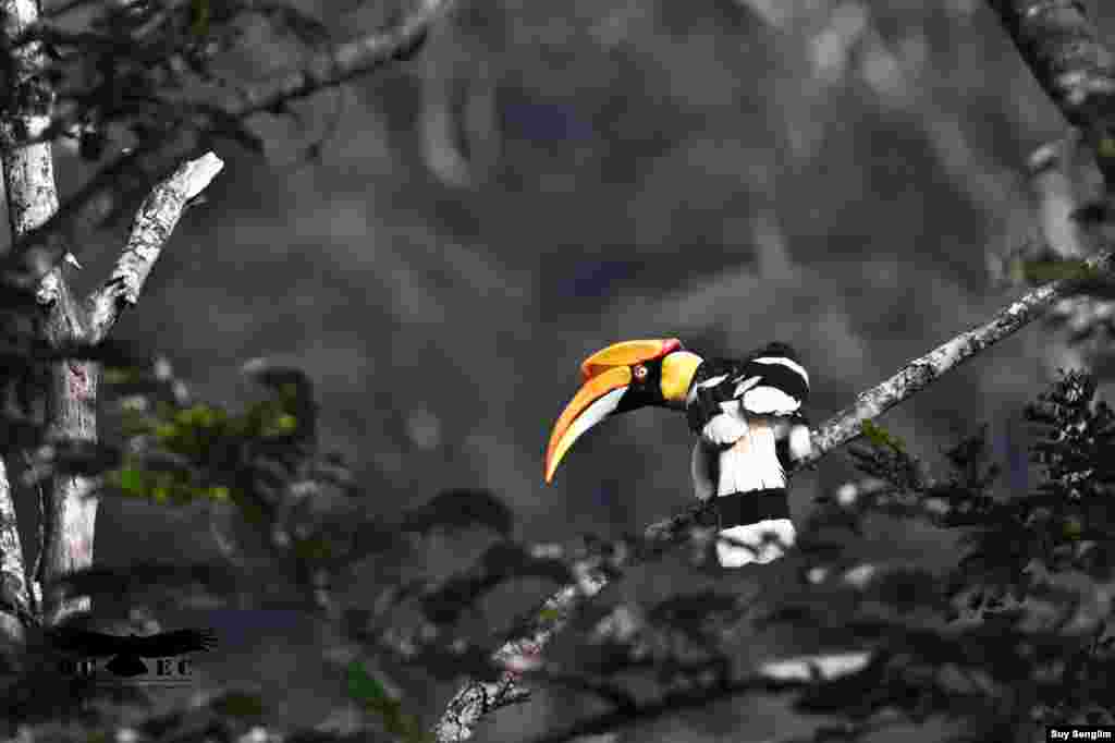 The Great Hornbill is a globally near-threatened resident of hill evergreen and semi-evergreen is a canopy species and a symbol of healthy forest. (Photo by Suy Senglim)&nbsp;