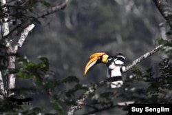 The Great Hornbill is a globally near-threatened resident of hill evergreen and semi-evergreen is a canopy species and a symbol of healthy forest. (Photo by Suy Senglim)