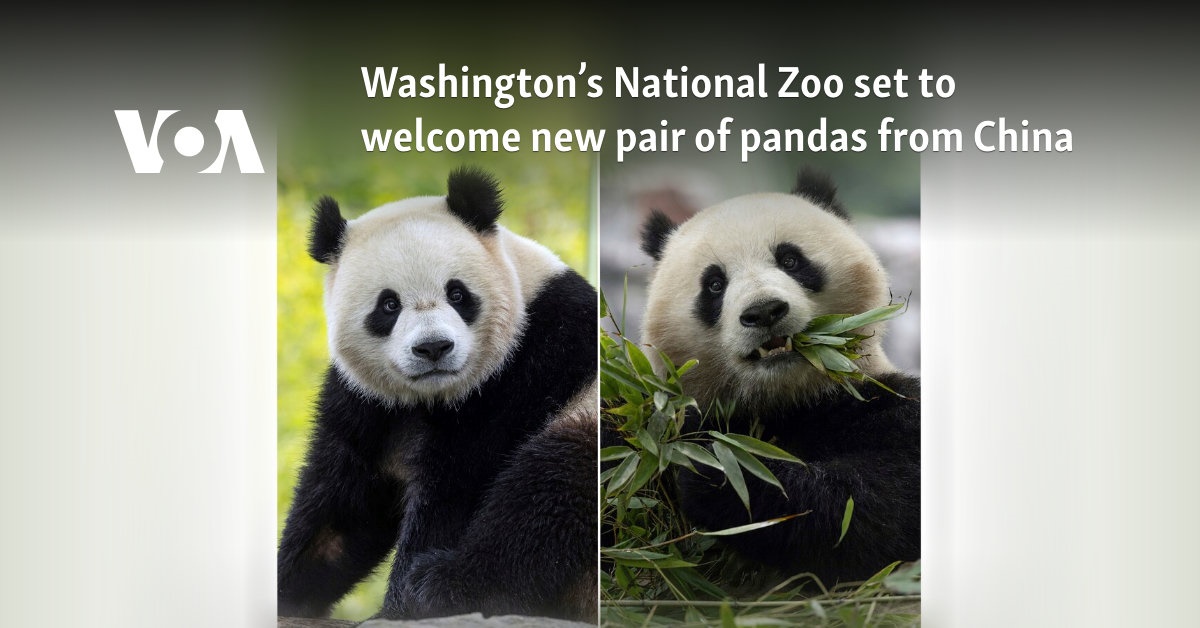 Giant Pandas Arrive at National Zoo