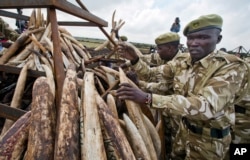 Rangers from the Kenya Wildlife Service (KWS) stack elephant tusks into pyres, after carrying it from shipping containers full of ivory transported from around the country, in Nairobi National Park, Kenya, April 20, 2016.