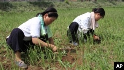 지난해 7월 북한 황해북도 소흥군의 말라붙은 논에서 농부들이 괭이질을 하고 있다. (자료사진)