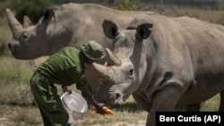 In this Friday, Aug. 23, 2019, file photo, female northern white rhinos Fatu, right, and Najin, left, the last two northern white rhinos on the planet, are fed some carrots by a ranger in their enclosure at Ol Pejeta Conservancy, in Kenya. 