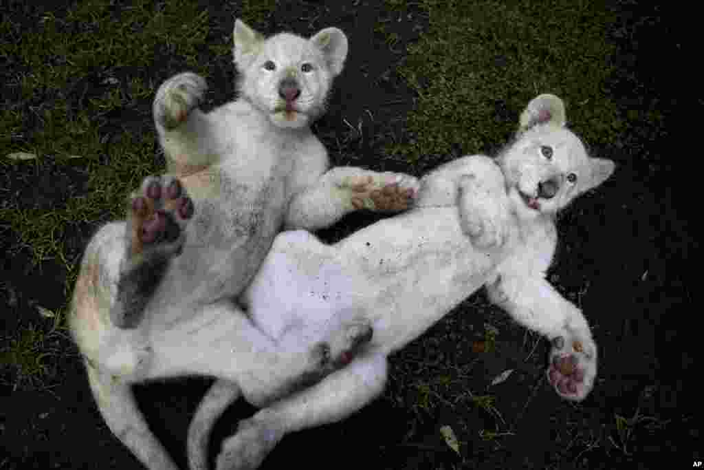 Two four-month-old white lion cubs play together in their enclosure at the Altiplano Zoo in Tlaxcala, Mexico.