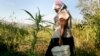 Liberia Struggles to Crack Down on Marijuana Farmers