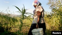 A peasant farmer tends her crop of about 30 young marijuana plants, May 22, 2005.