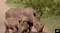 FILE - Vifaru wkaiwa katika hifadhi ya wanyama ya Hluhluwe-Imfolozi nchini South Africa, Dec. 20, 2015. 