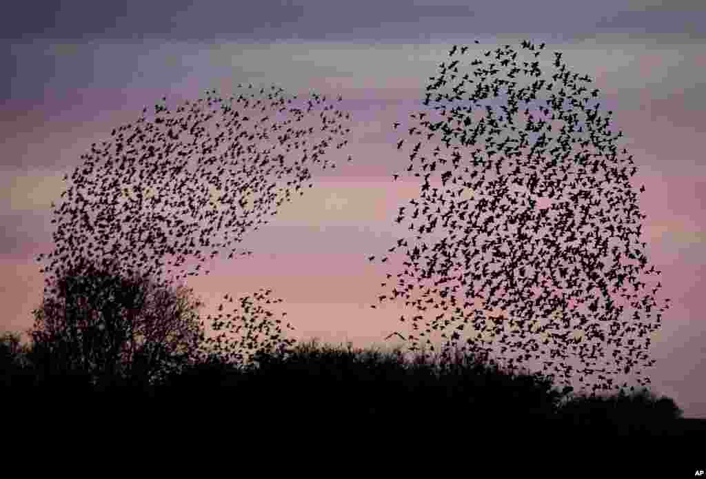 Starlings fly over a field in Wehrheim near Frankfurt, Germany.