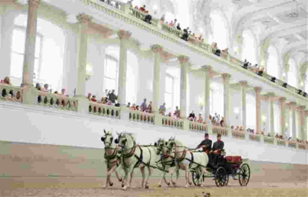 Ein Vierspaenner von Kaiser Franz Josef aus der Zeit um 1900 faehrt am Dienstag (12.07.11) waehrend des Gastspiels "Piber meets Vienna" durch die Winterreitschule der Spanischen Hofreitschule in Wien. Waehrend der Sommerpause sind Jungtiere aus dem Lipizz