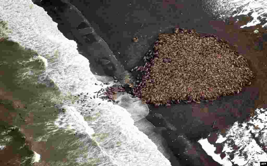This National Oceanic and Atmospheric Administration(NOAA) photo shows an estimated 35,000 walrus as they gather on shore about 5 miles(8 km) north of Point Lay, Alaska, USA. 