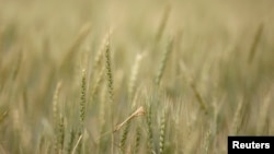 FILE - Stalks of wheat grow at a farm near Gonbad, 550 km (342 miles) northeast of Tehran, May 6, 2008. 
