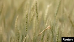 Power outages have affected wheat production in Zimbabwe.