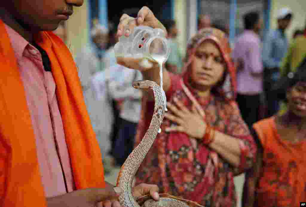 Seorang penganut Hindu menuangkan susu ke seekor ular sebagai persembahan dalam upacara tahunan Hindu Nag Panchami, yang merupakan pemujaan terhadap ular, di Allahabad, India. &nbsp;