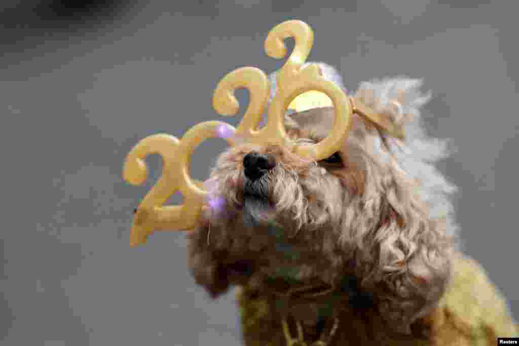Teddy, a 12-year-old miniature poodle, looks on wearing 2022 glasses on West 47th Street ahead of New Year&#39;s Eve celebrations at Times Square, in New York City.