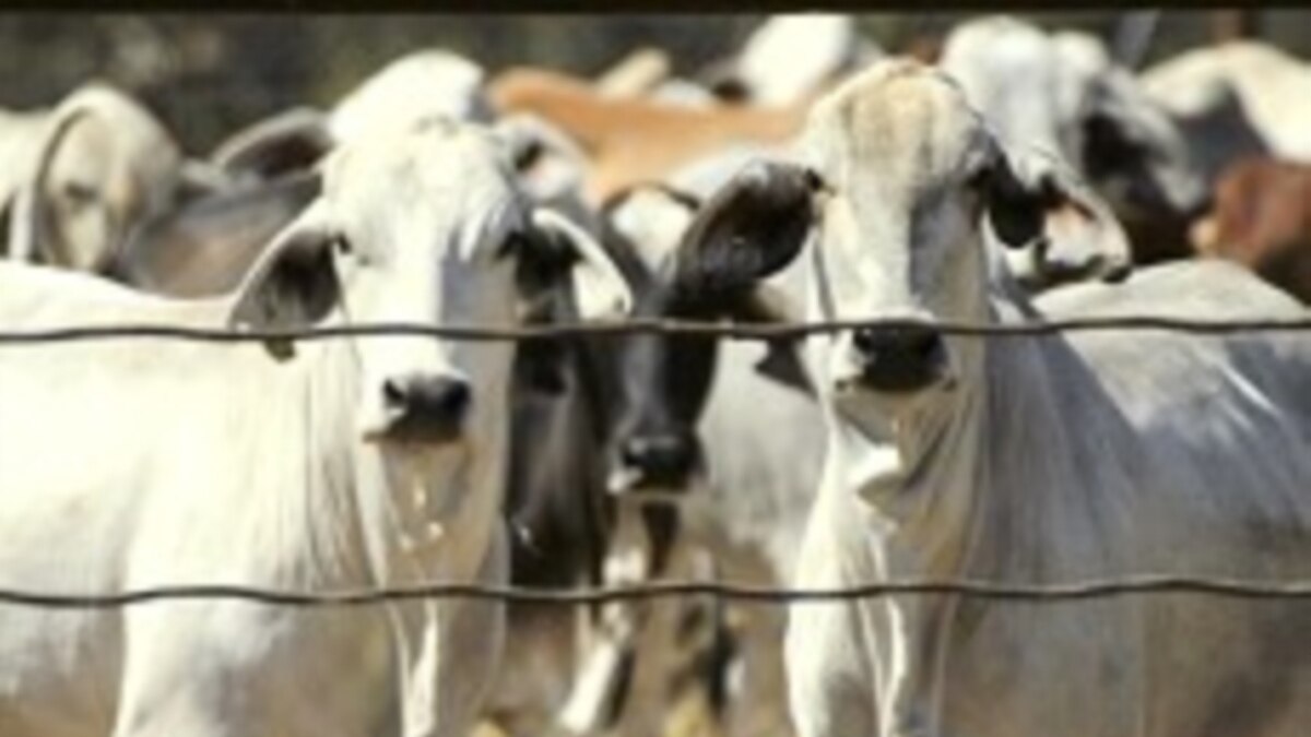 Australian Ranchers Welcome Lifting of Indonesia Cattle Ban