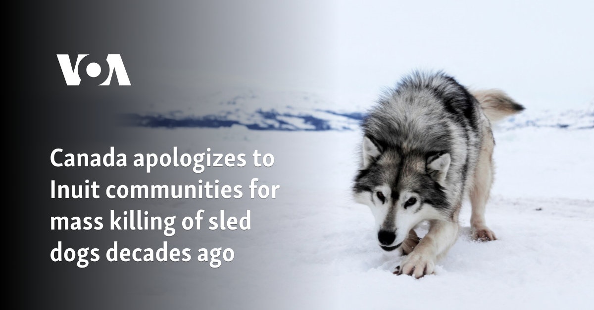 Canada apologizes to Inuit communities for mass killing of sled dogs decades ago