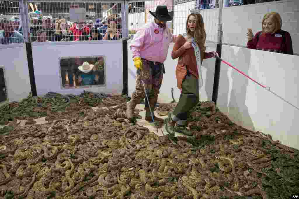 Travis Gardner assists &quot;Miss Texas&quot; Margana Wood as she makes her way through a pit of rattlesnakes during the Sweetwater Rattlesnake Roundup at Nolan County Coliseum in Sweetwater, Texas, March 10, 2018.