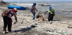 Para relawan memunguti sampah plastik yang banyak berserakan di pantai Kenjeran sisi timur Jembatan Suramadu (Foto:VOA/ Petrus Riski).