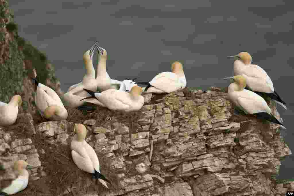 Gannets nest in their colony on Bempton Cliffs near Bridlington, northern England. Seabirds in this region migrate in large numbers from warmer climates to nest on the chalk cliffs at Bempton, where they will spend the summer breeding and rearing their young.