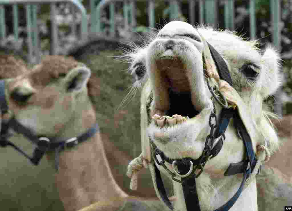 A camel yawns in the western town of Pornichet, France, before competing in one leg of the first French camel race championship.
