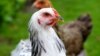 Huge Chicken Confuses, Scares Social Media Users