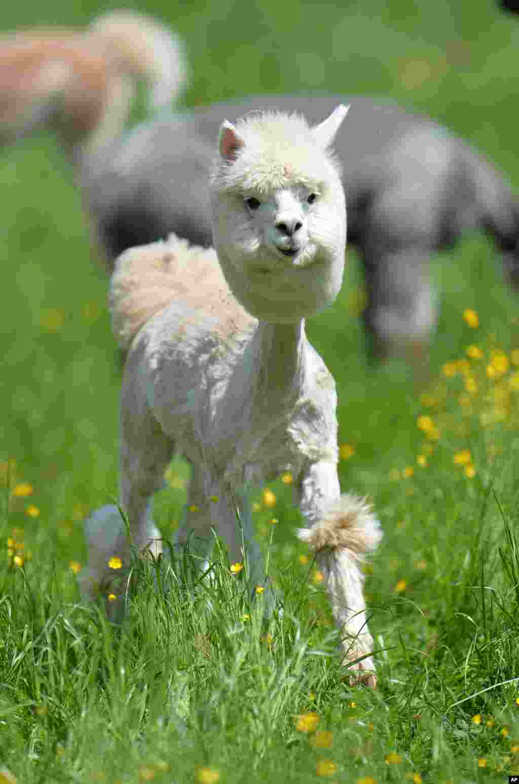 A shorn alpaca walks on a field at Alpaca-Land farm in Obertrum in the Austrian province of Salzburg.