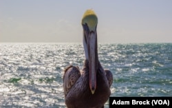 A pelican on the pier at Higgs Beach in Key West, Florida.